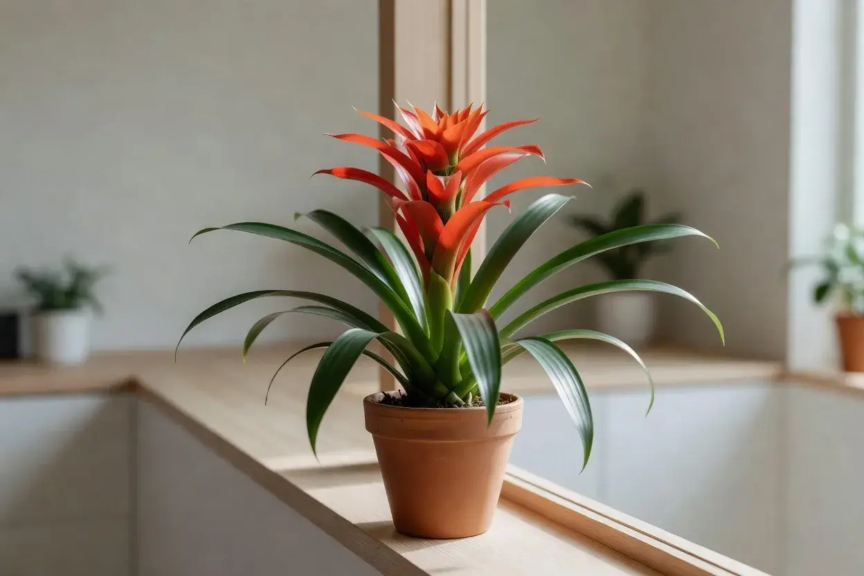 Guzmanija: spalvingos bromelijos priežiūra namuose