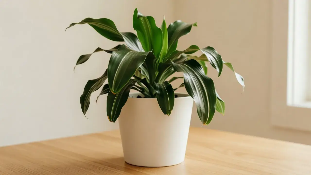 Dracena: rūšys, priežiūra ir kodėl lapų galiukai rudėja