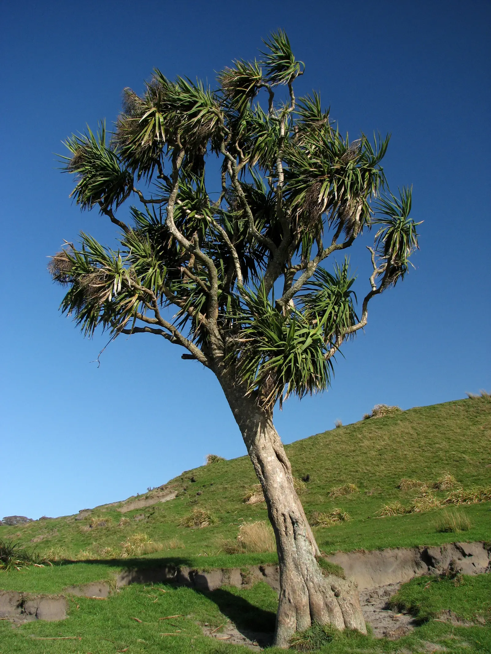 Naujosios Zelandijos kopūstmedis 'Green Goddess' (Kordilina 'Green Goddess')