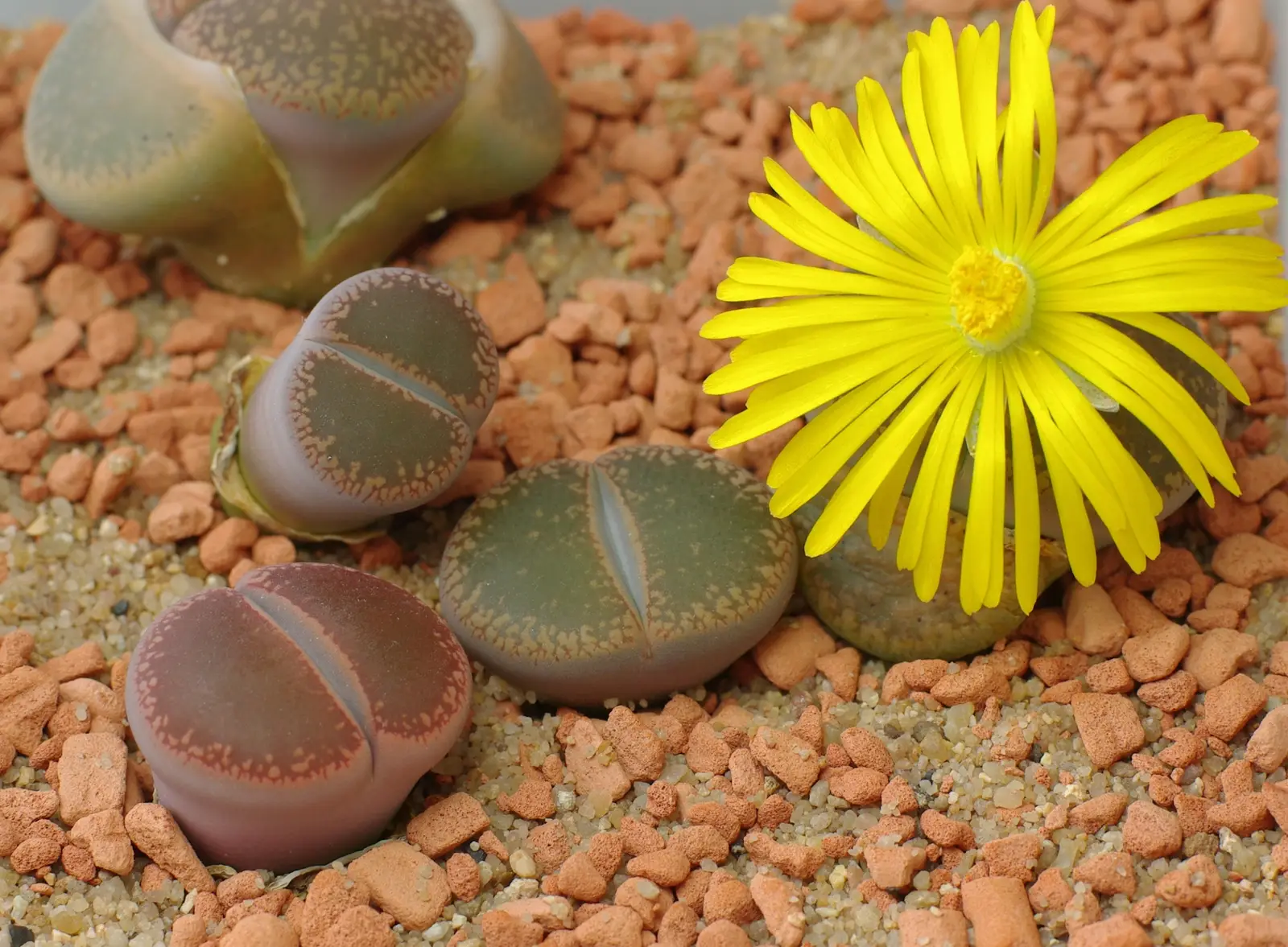 Lithops 'Lithops julii' (Gyvieji akmenys)