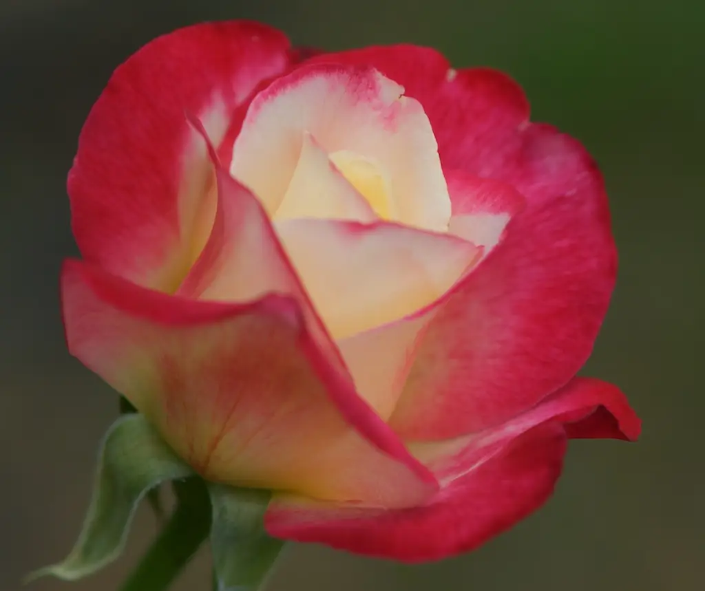 Rožė 'Double Delight'