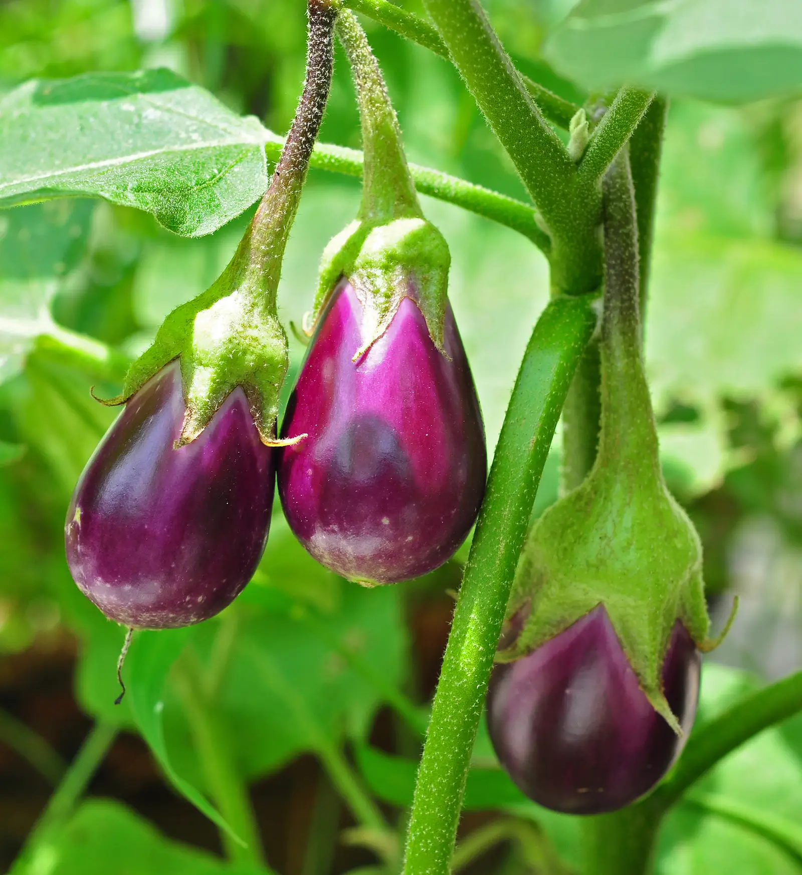 Baklažanas 'Rosa Bianca'