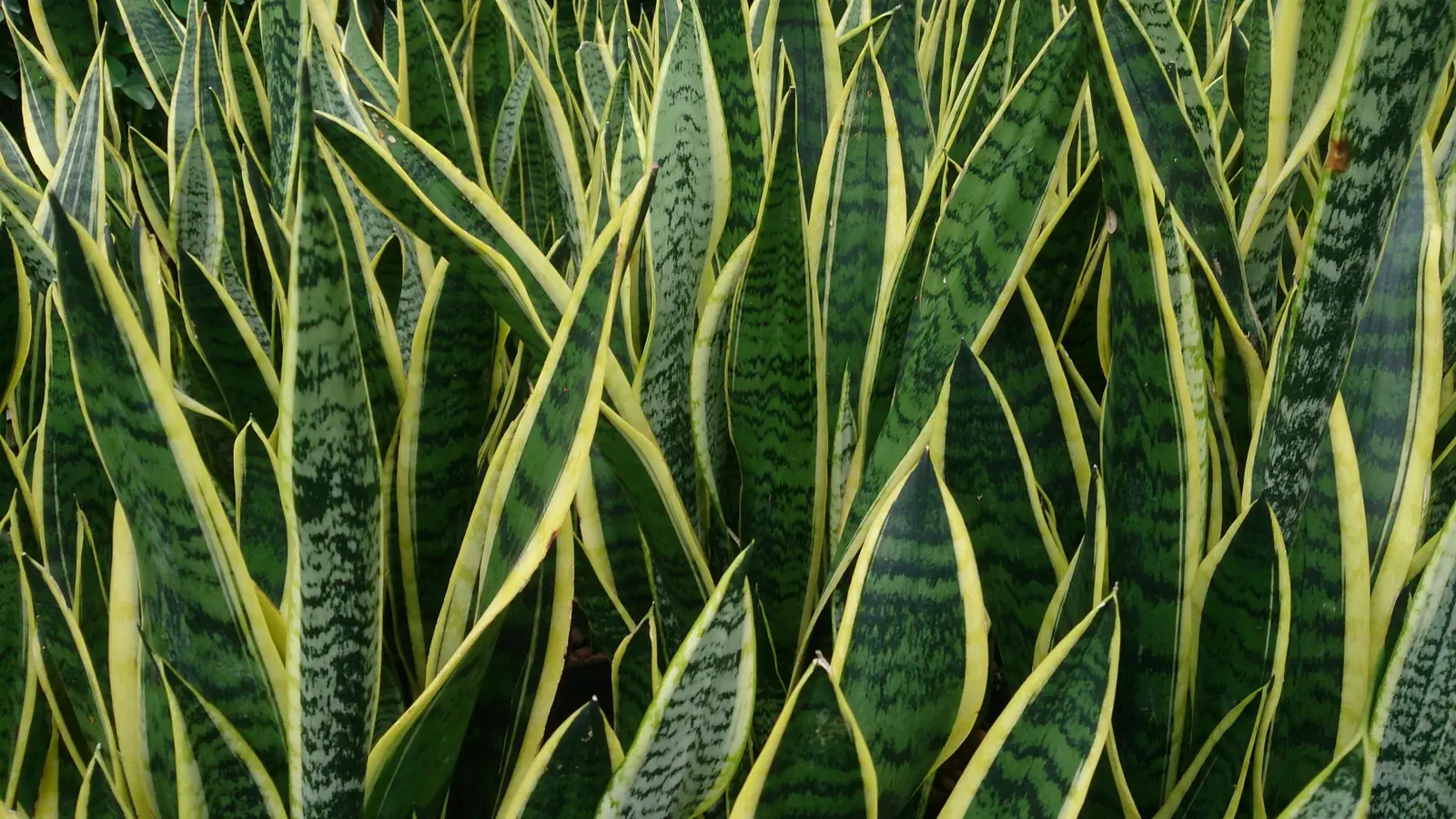 Paukščio lizdo dracena (Sansevjerija 'Hahnii')