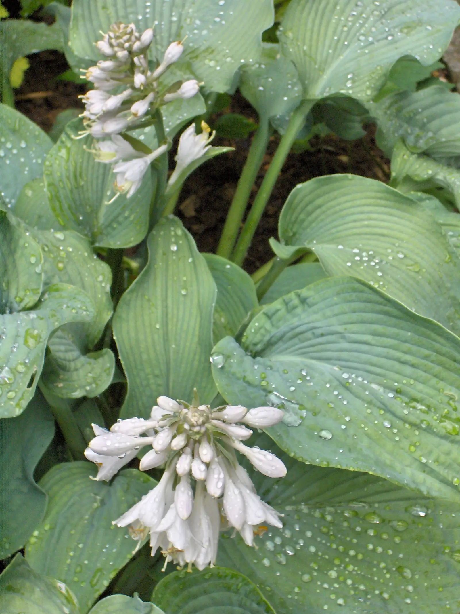 Hosta 'Empress Wu'