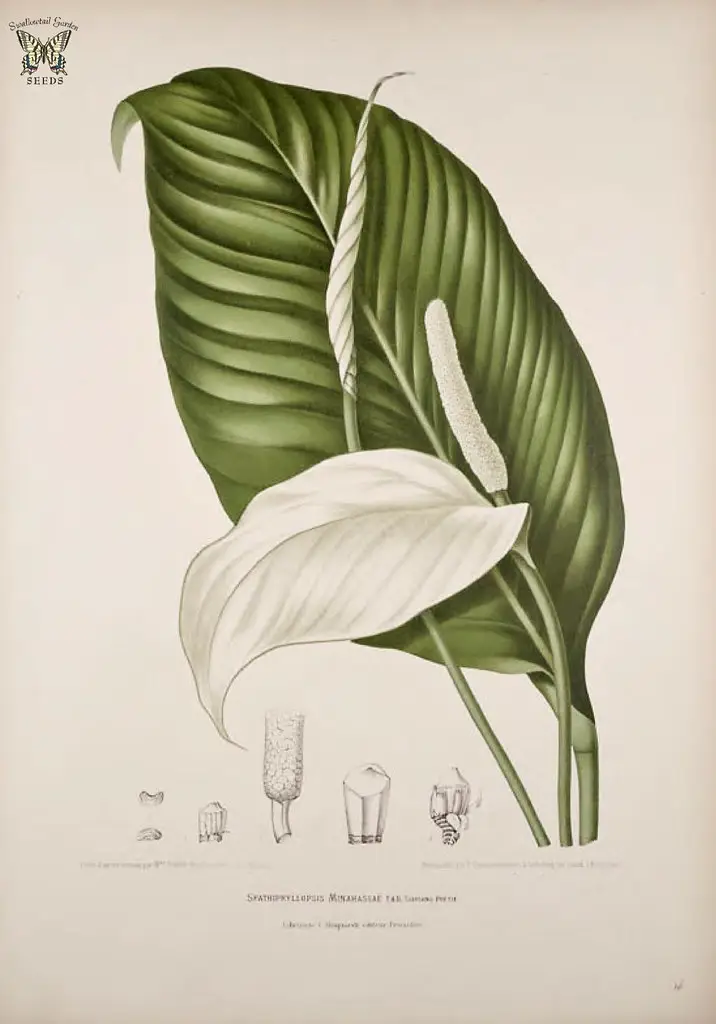 Spatifilas (Taikos lelija)