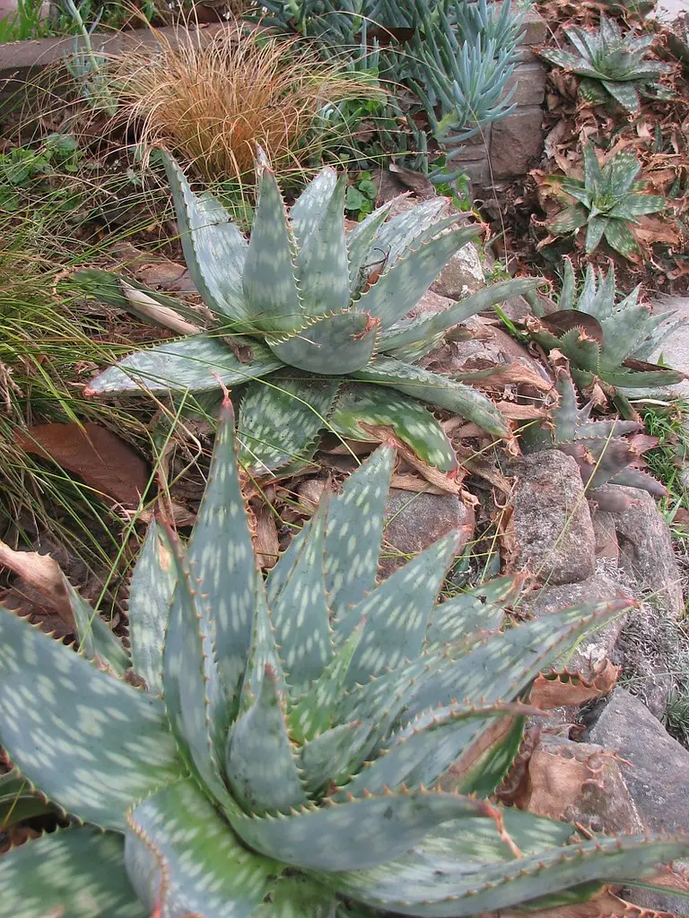 Dėmėtoji alavija 'Maculata' (Muilinė alavija)