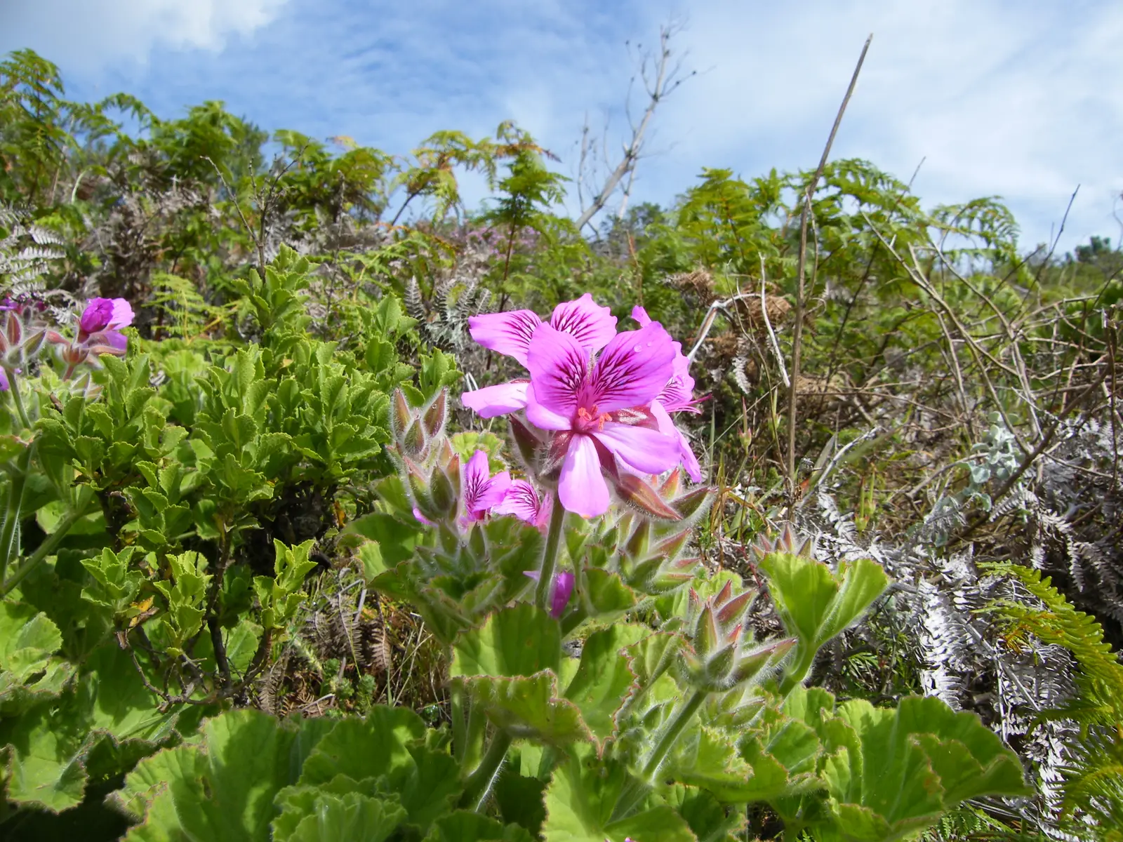Pelargonija 'Calliope Large Red' (Pelargonija hibridinė)