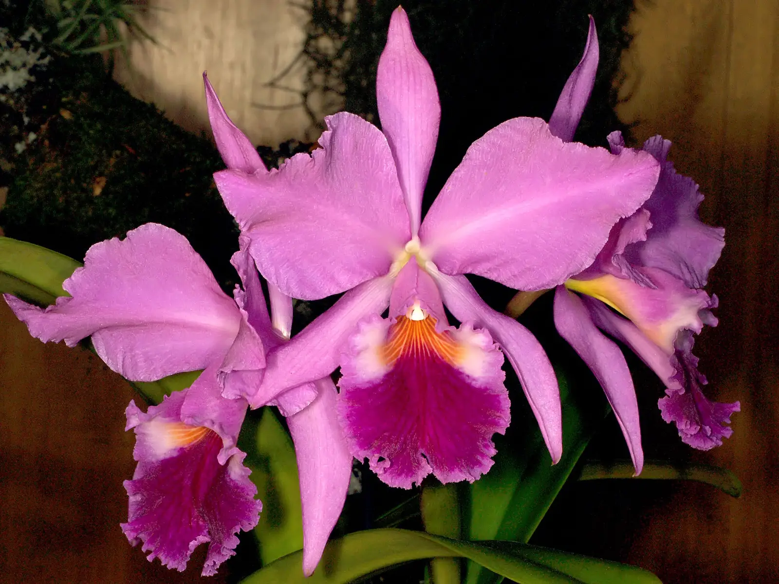 Katlėja 'Hawaiian Wedding Song'