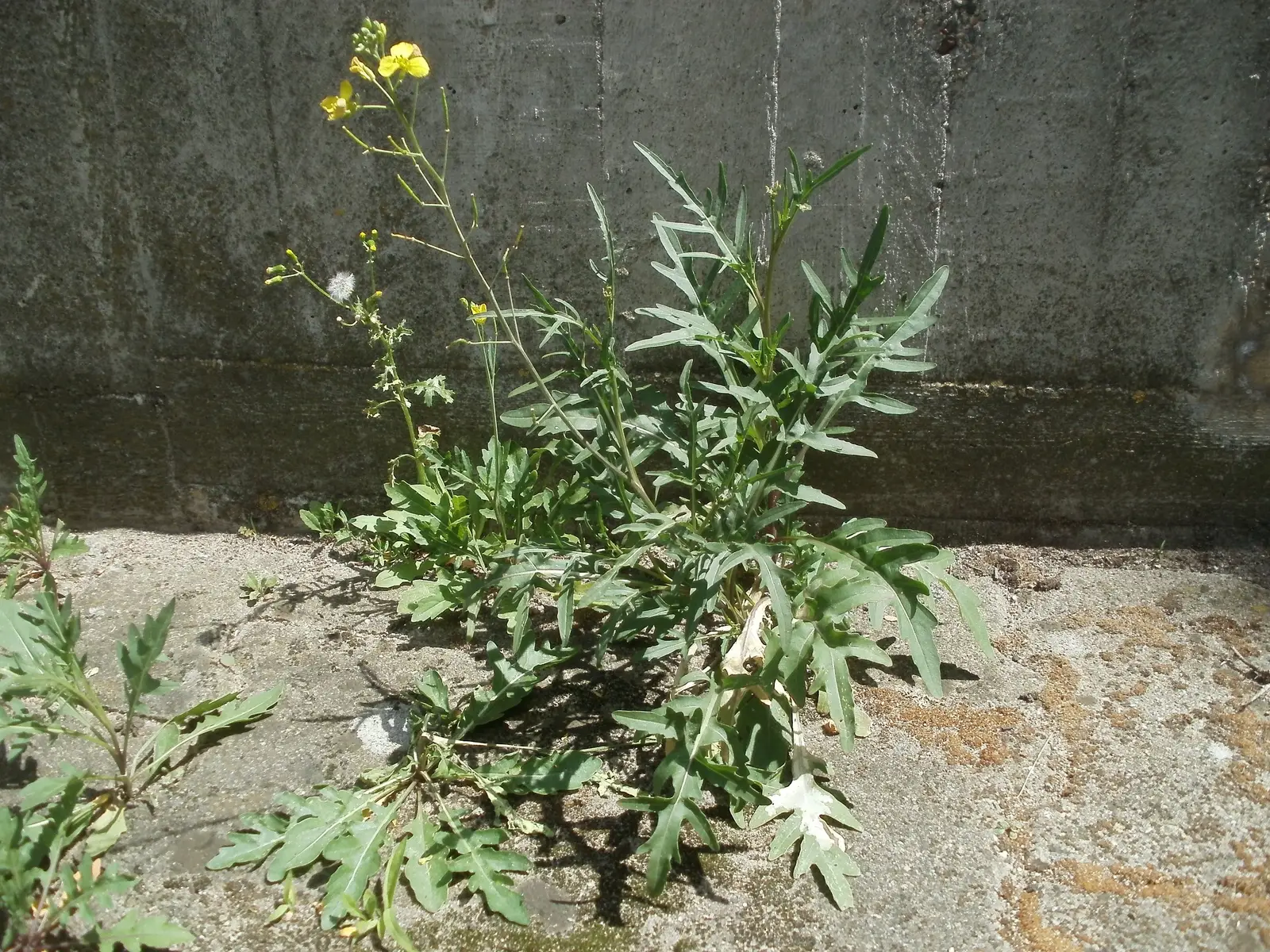 Laukinė rukola (Miškinė rukola)