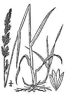 Krienai 'Common Horseradish'