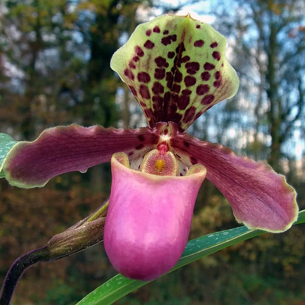 Veneros batelis 'Maudiae' (Paphiopedilum Maudiae)