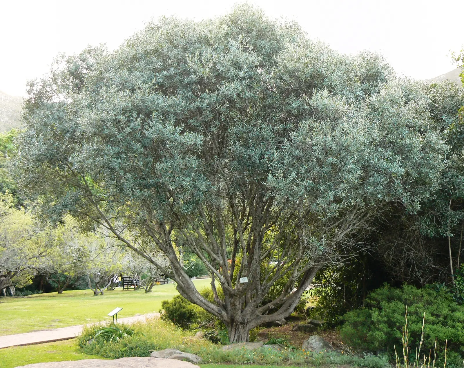 Alyvmedis 'Picual' (Olea europaea 'Picual')
