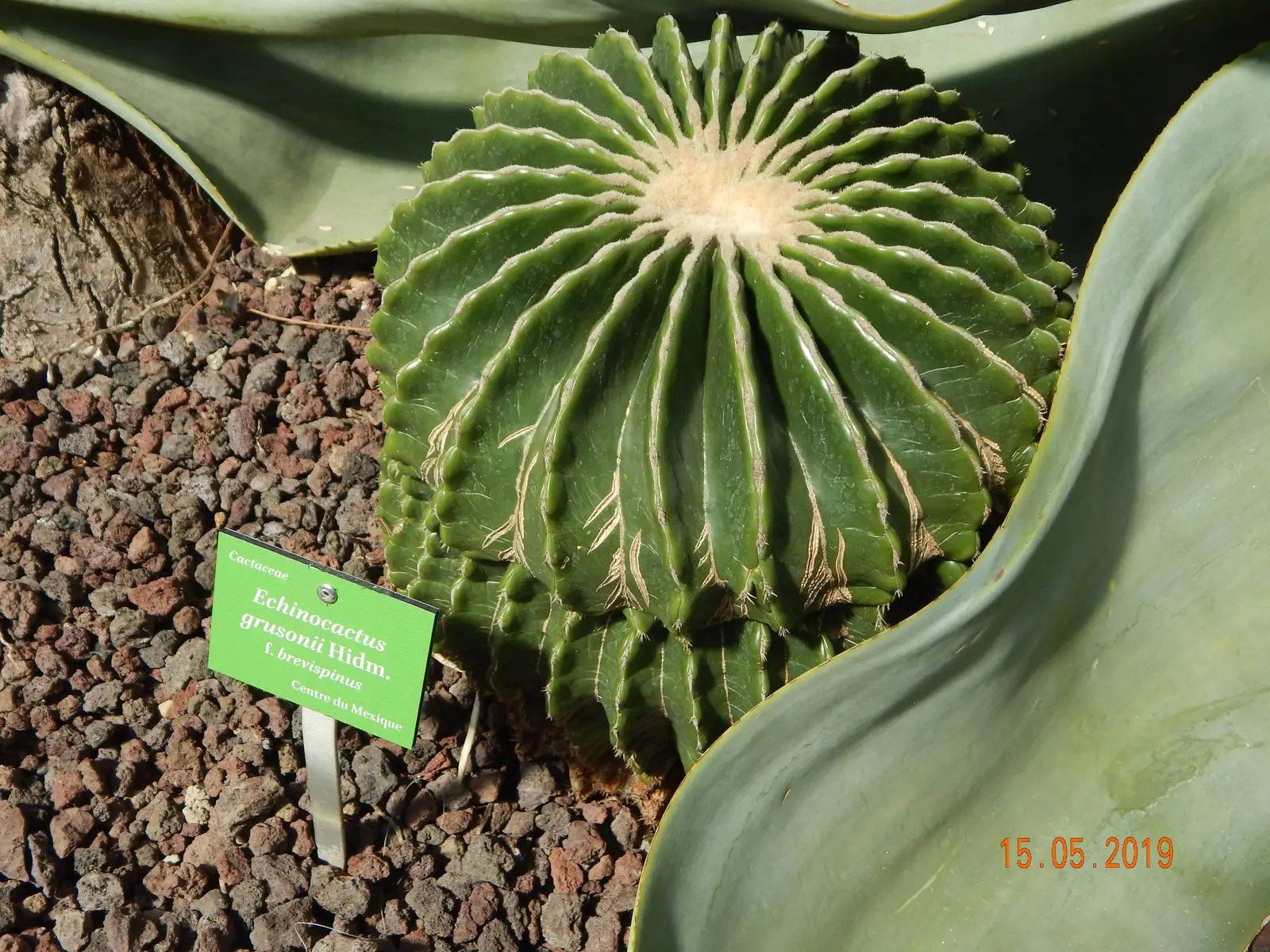 Auksinis statinės kaktusas 'Brevispinus'