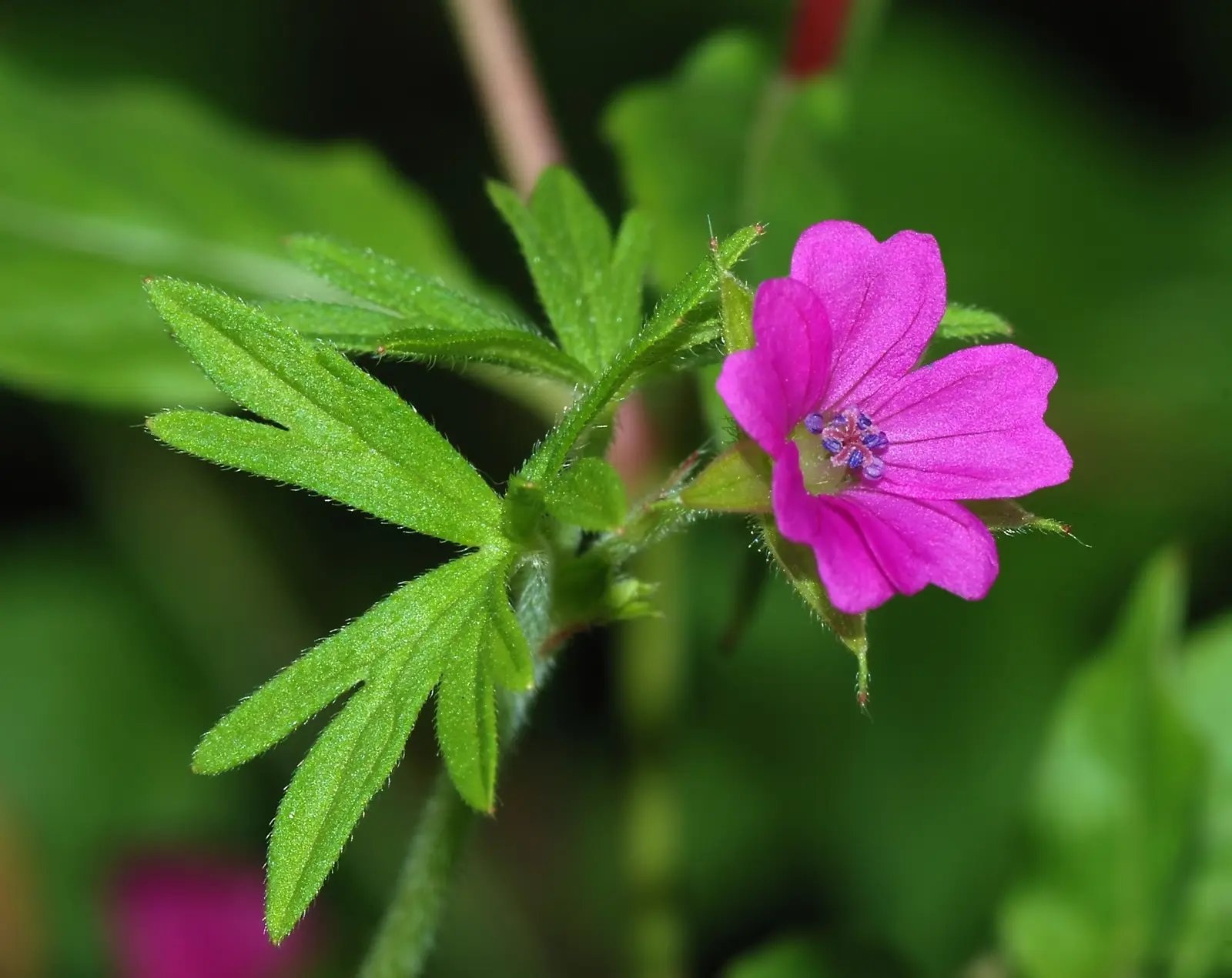 Snaputis 'Pink Penny'