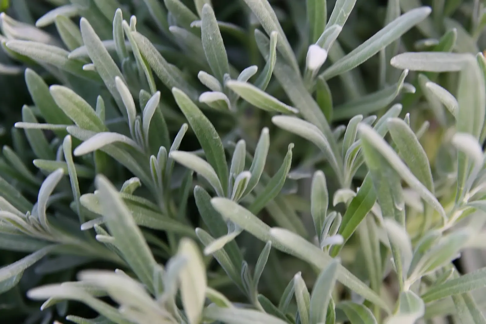 Provanso lavandinas (Lavandula x intermedia 'Provence')