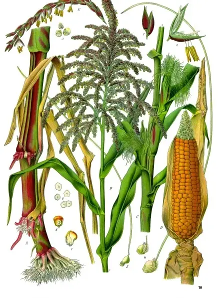 Kukurūzas 'Mirai 301' (Saldusis kukurūzas)