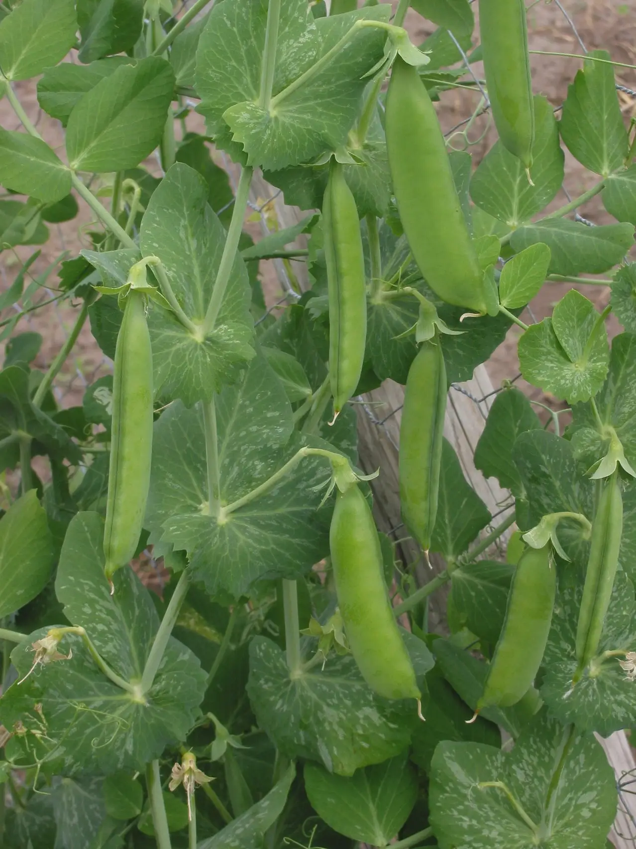 Cukrinis žirnis 'Super Sugar Snap' (Žirnis)