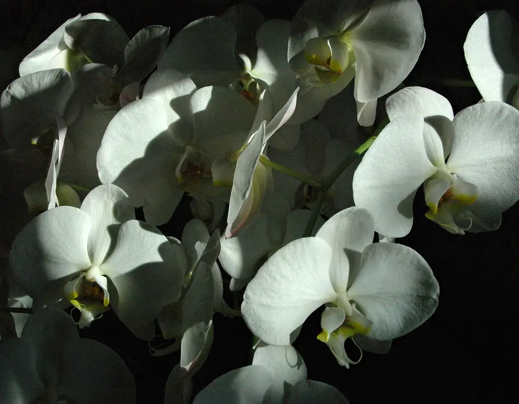 Falenopsis 'White Wedding' (Drugelinis gegužraibis)