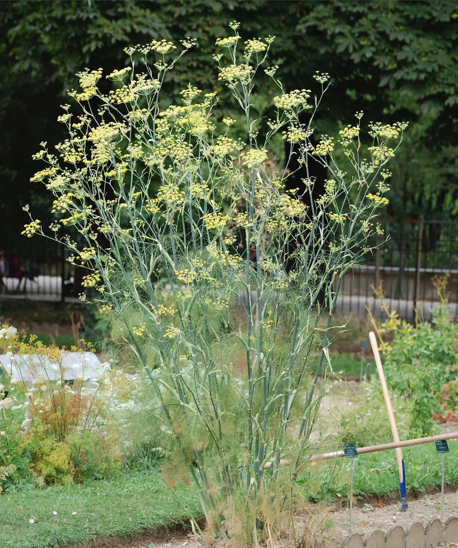 Pankolis 'Zefa Fino' (Florence fennel)
