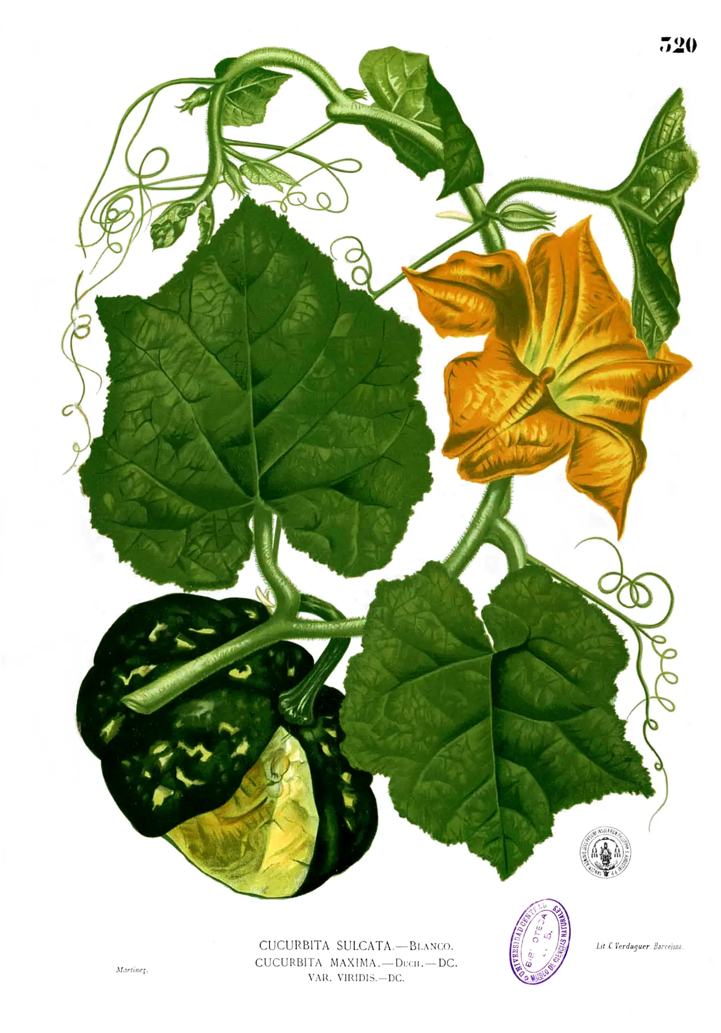 Moliūgas 'Rouge Vif d'Etampes' (Paryžiaus moliūgas)