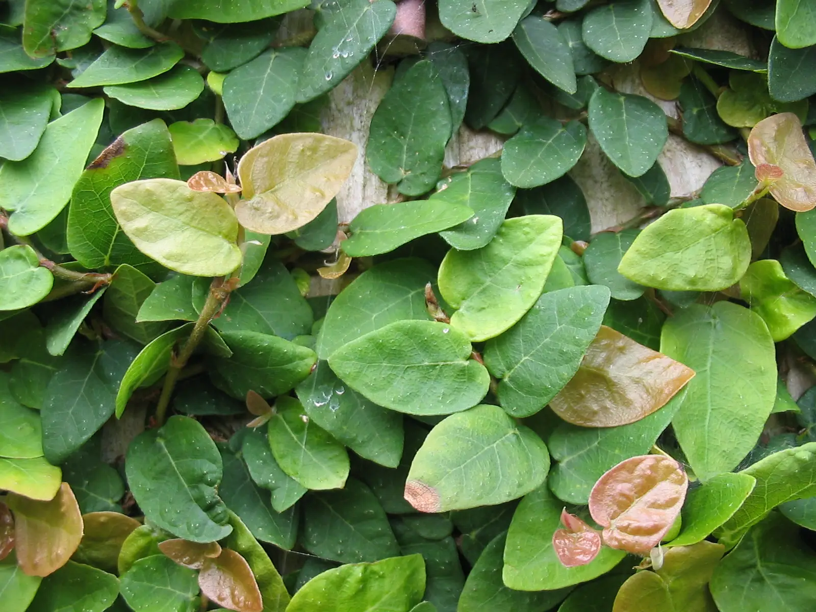 Šliaužiantysis fikusas 'White Sunny' (Baltas saulėtas fikusas)