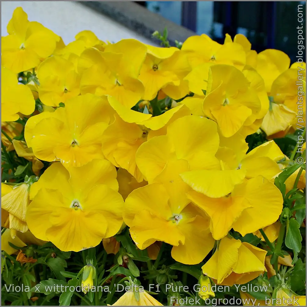 Našlaitė 'Delta Pure Yellow' (Sodo našlaitė)