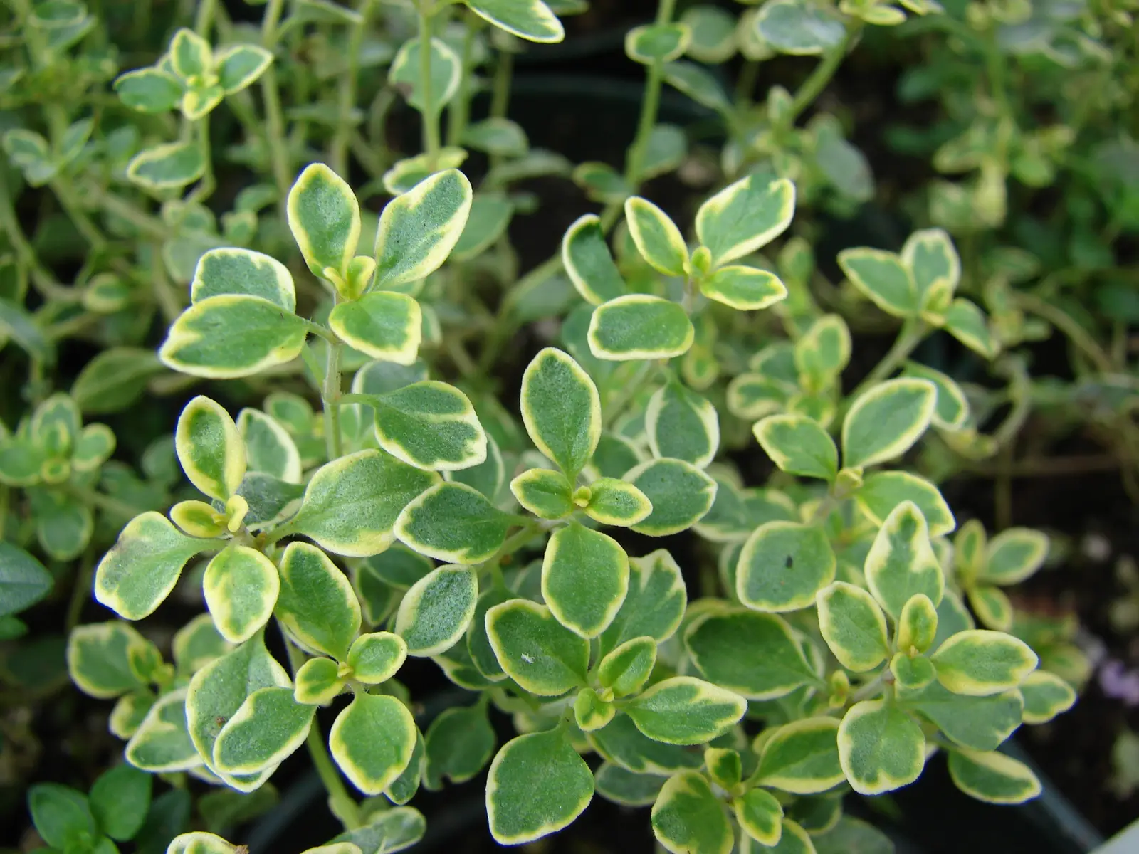 Citrininis čiobrelis 'Golden Lemon'