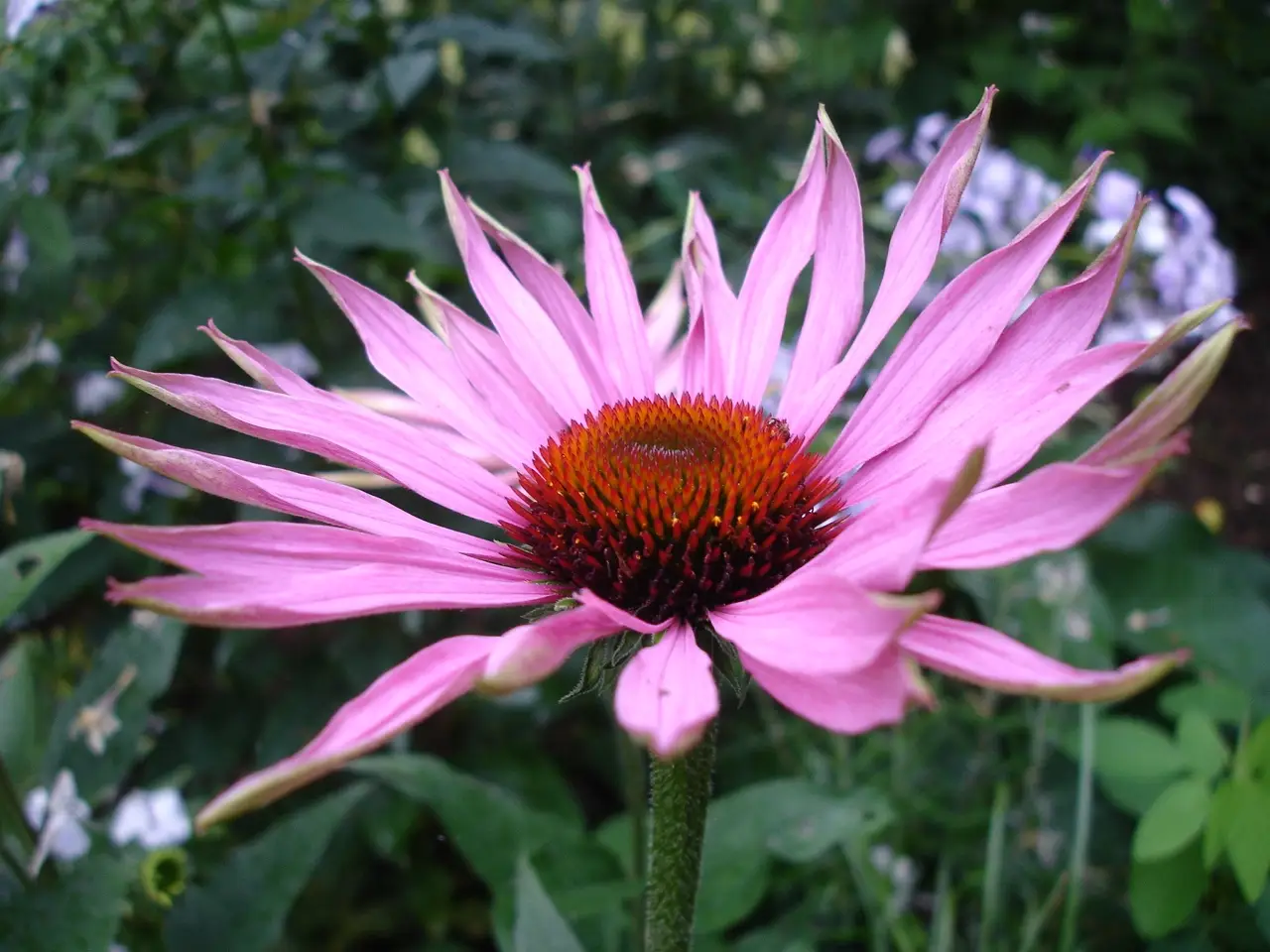 Ežiuolė 'PowWow Wild Berry' (Purpurinė ežiuolė)