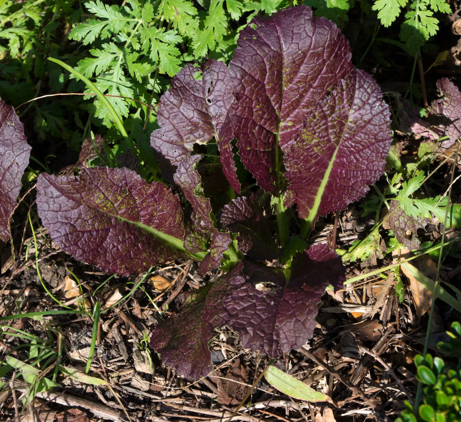 Raudonlapis bazilikas 'Red Rubin' (Basilikas 'Red Rubin')