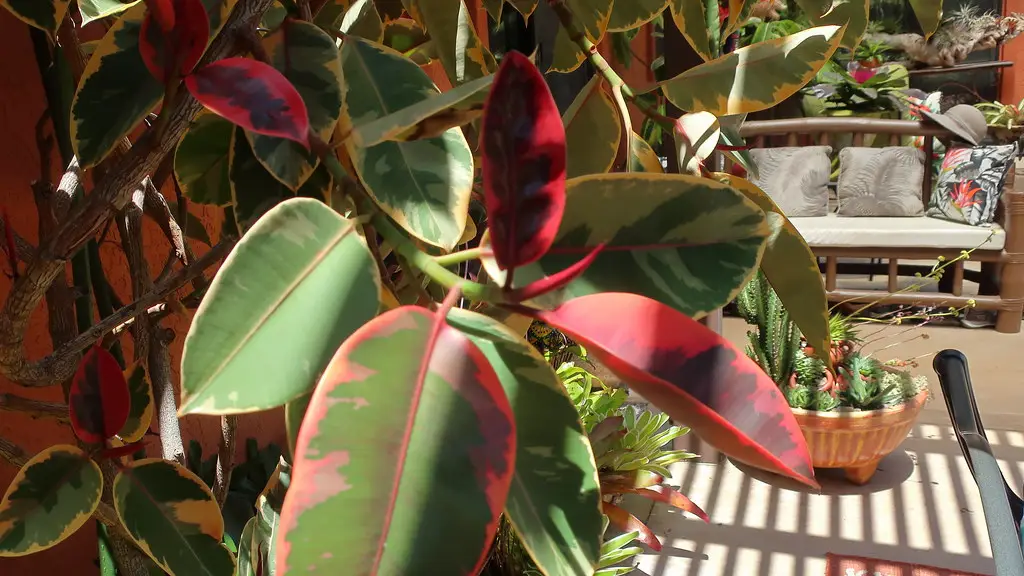 Guminis fikusas 'Ruby' (Guminis kaučiukmedis)