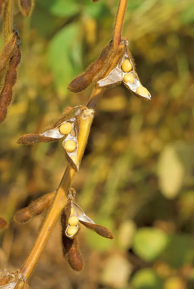 Edamame 'Chiba Green' (Sojų pupelė)