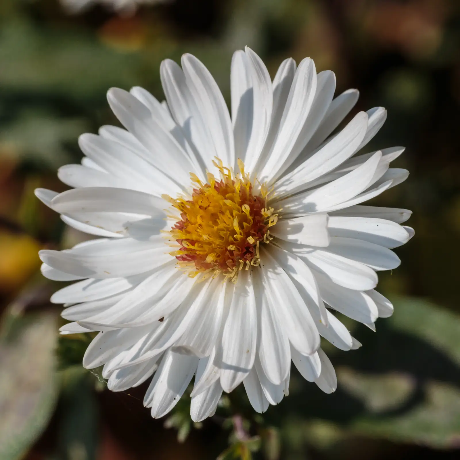 Astras 'White Ladies' (Niujorko astras 'White Ladies')