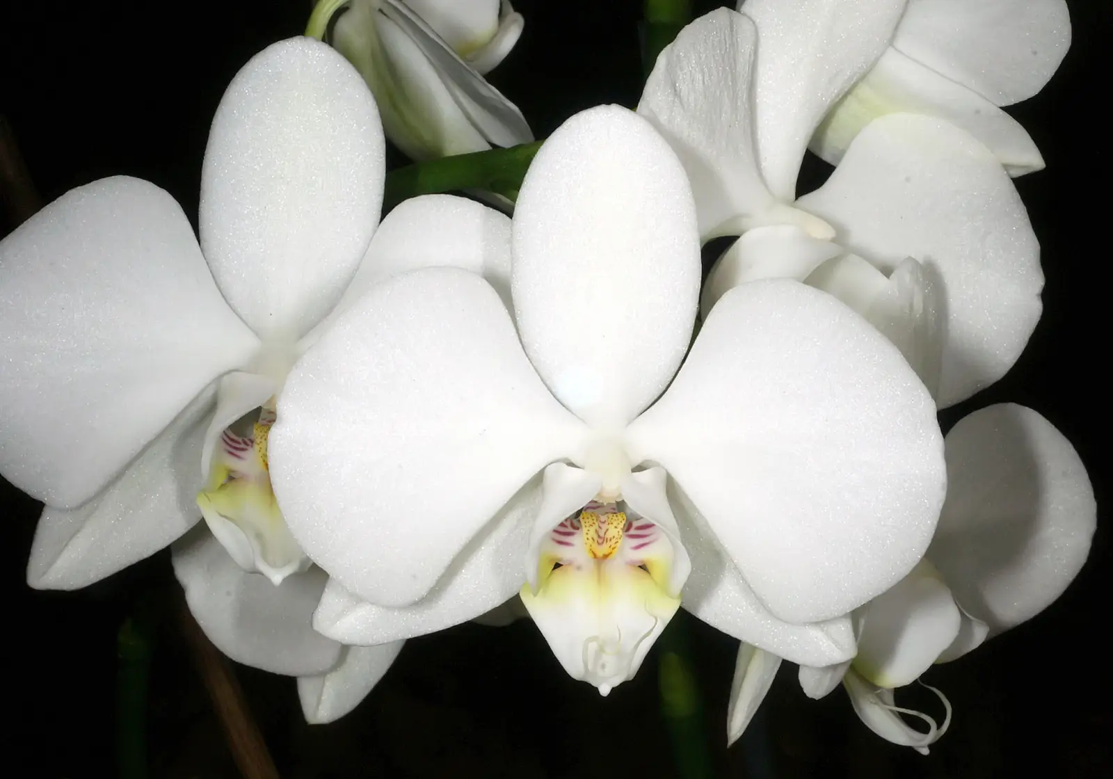 Baltoji falenopsė (Amabilis orchidėja)