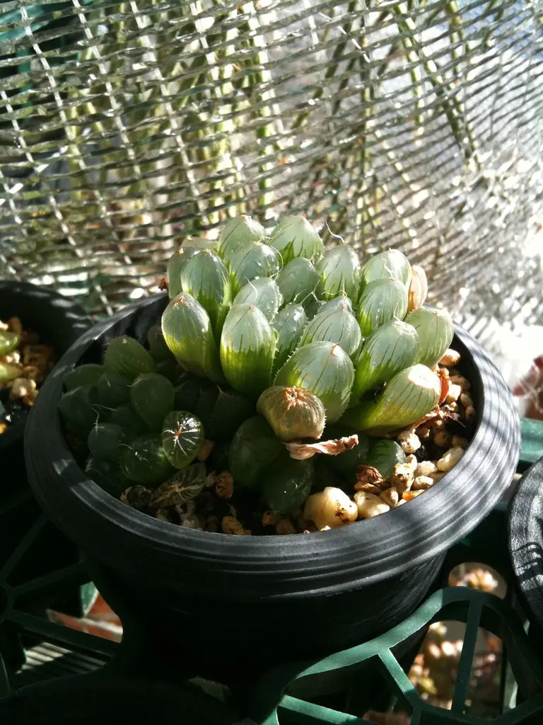 Hawortija Kuperio 'Pilifera' (Haworthia cooperi 'Pilifera')