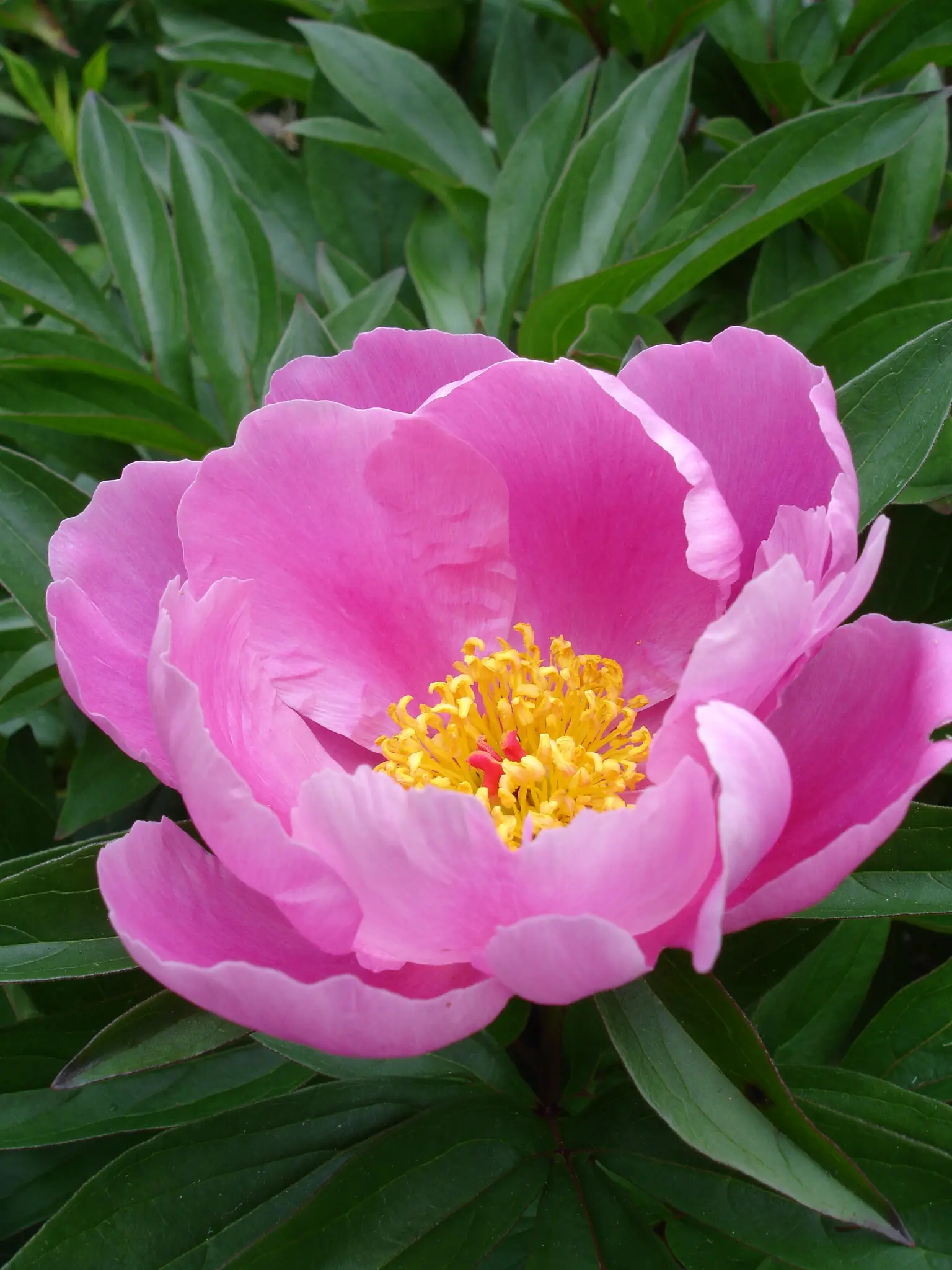 Baltasis bijūnas 'Festiva Maxima'