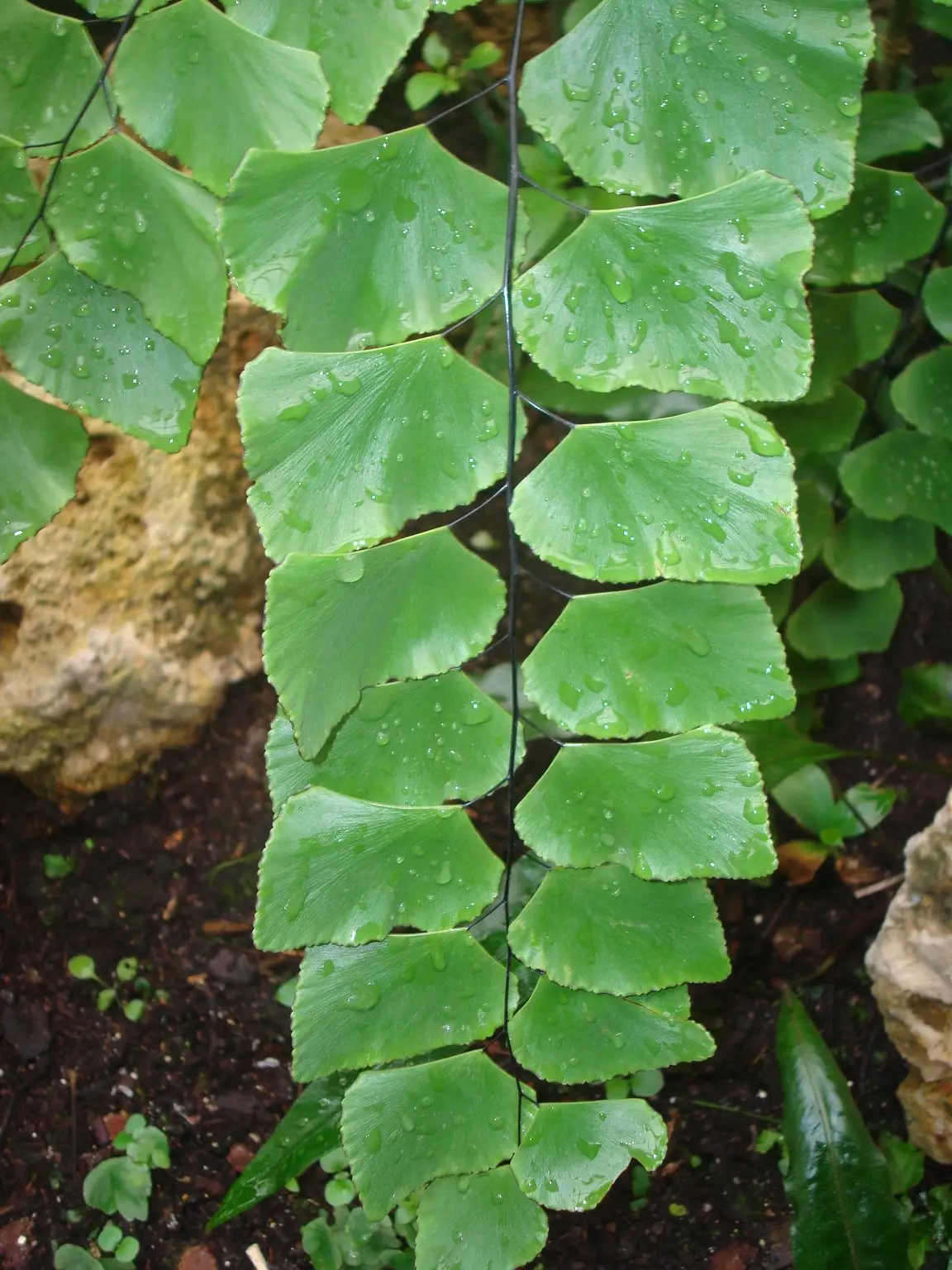 Peruvinis adiantas