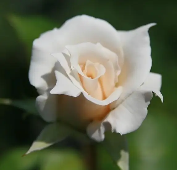 Baltoji floribundinė rožė 'Pascali'