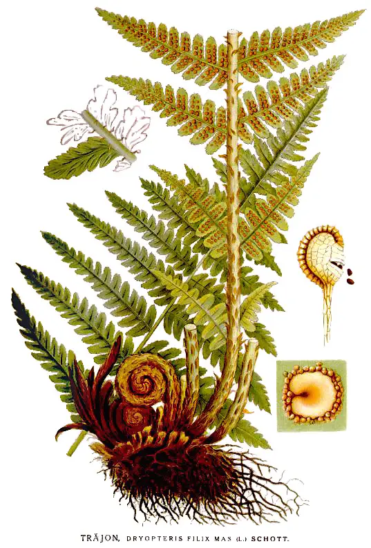 Paprastoji šunpapartė 'Crispa Cristata'