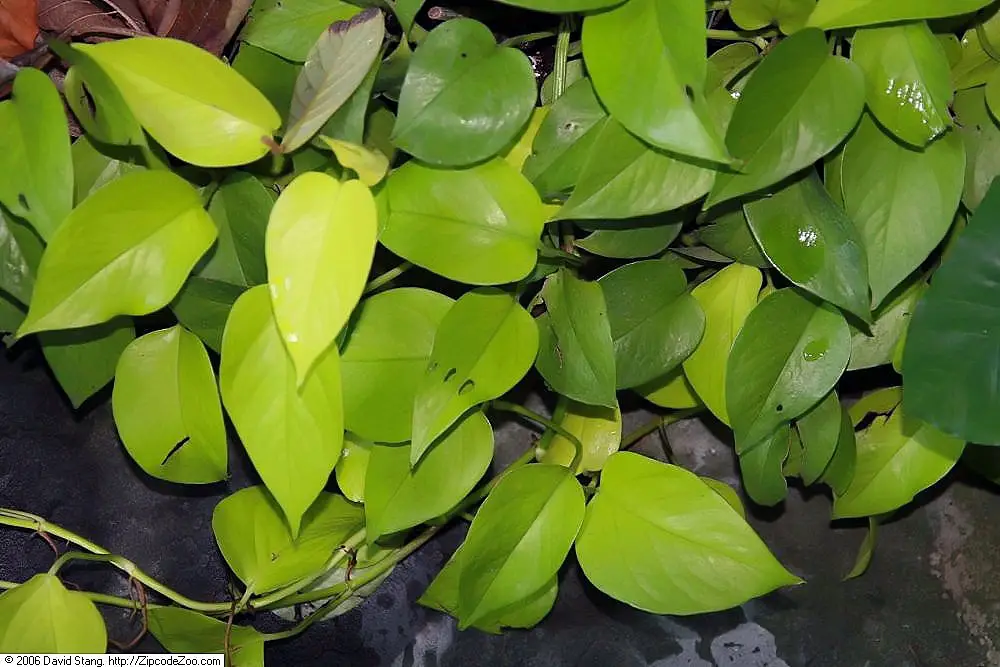 Auksinis scindapas 'Neon' (Epipremnum 'Neon', Pothos 'Neon')