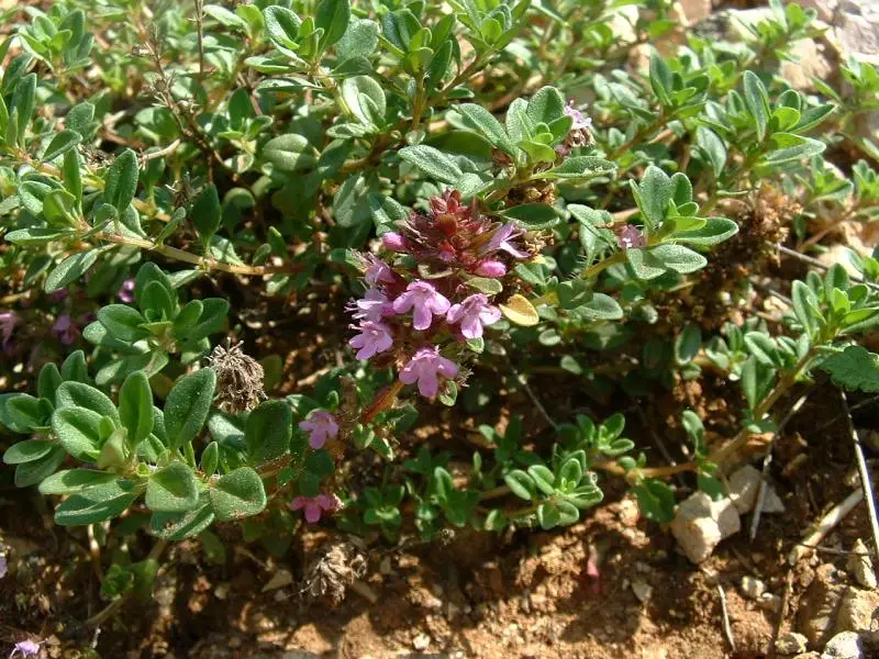 Paprastasis čiobrelis (Creeping Thyme)