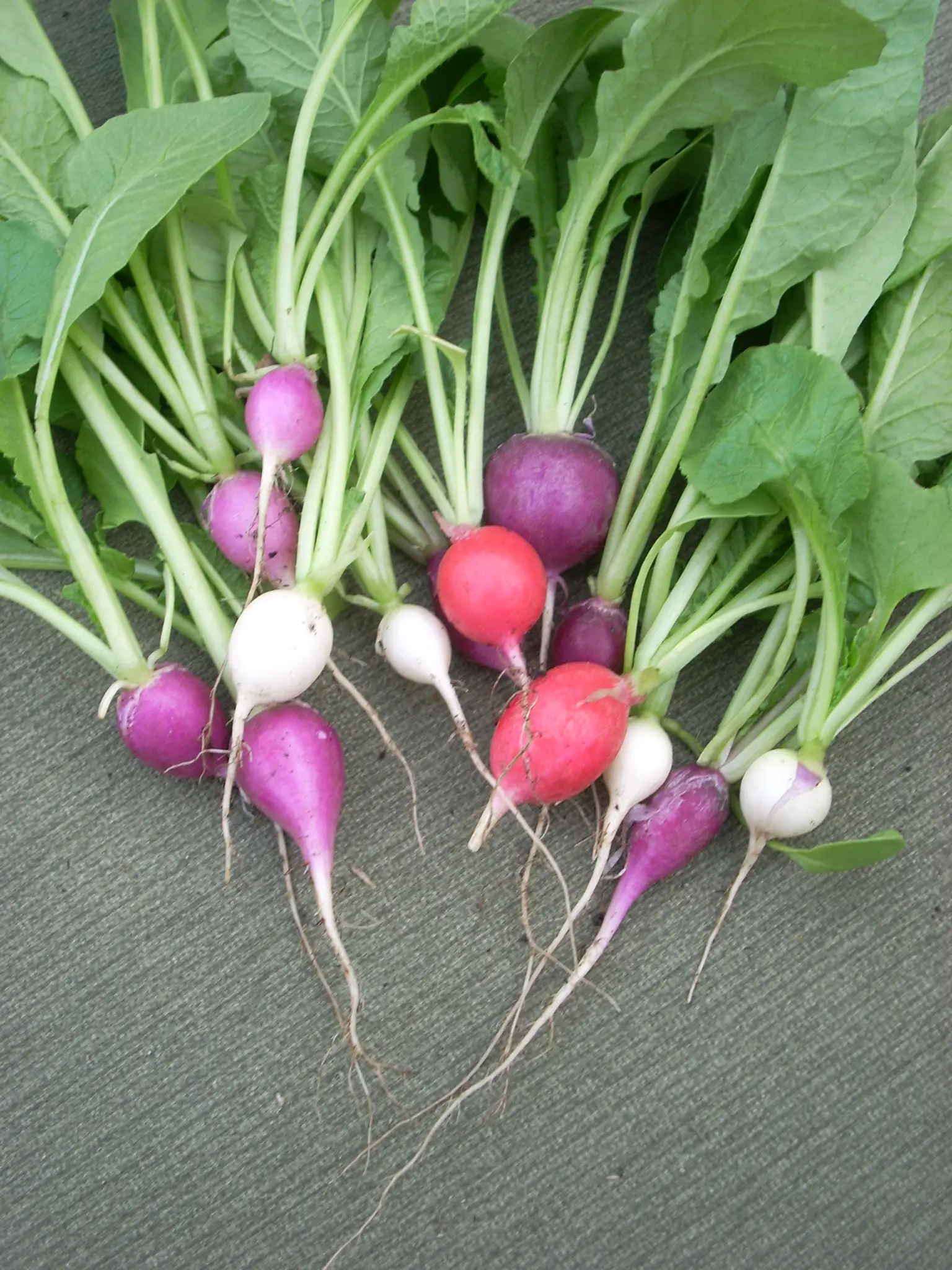 Ridikėlis 'April Cross' (Raphanus sativus)