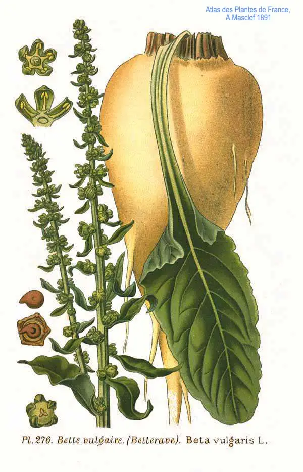 Mangoldas 'Bright Lights' (Paprastasis runkelis 'Bright Lights')