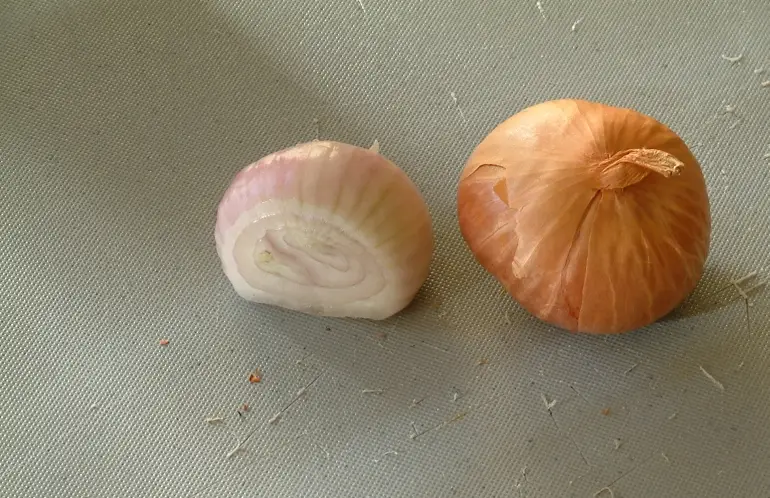 Prancūziškas raudonasis šalotas (Šalotas 'French Red')