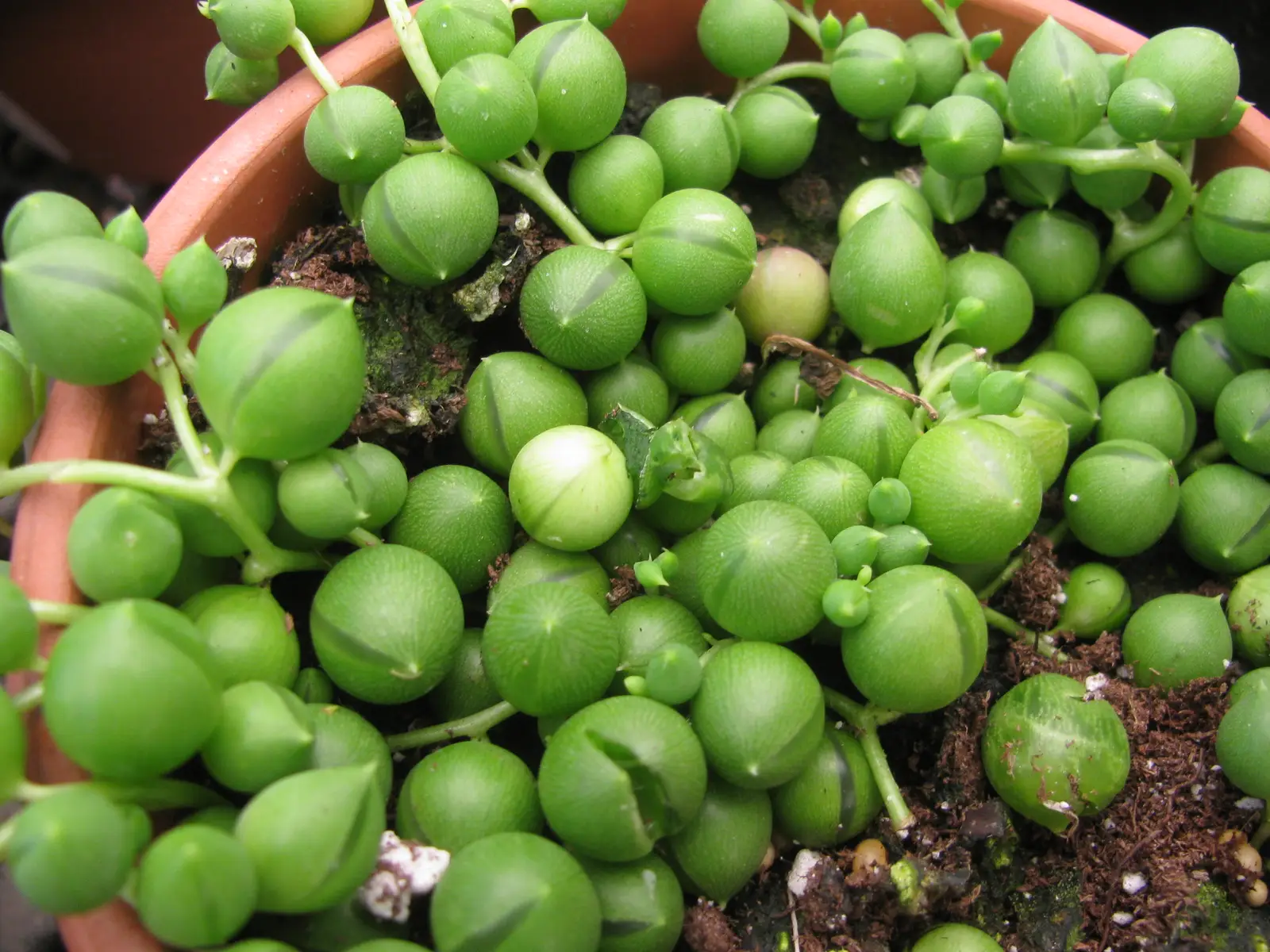 Margasis perlų vėrinys (Variegatus)
