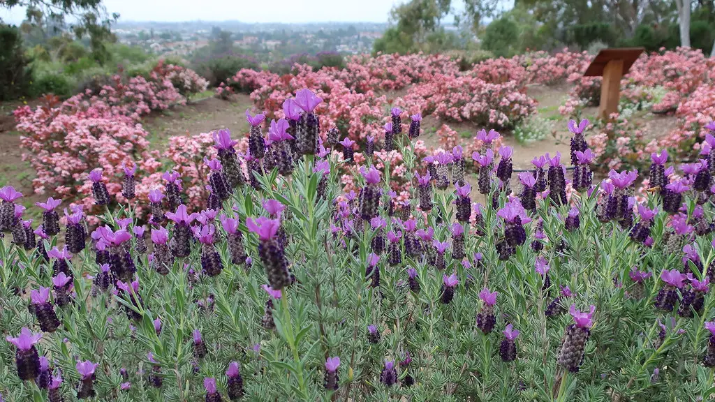 Prancūziška levanda 'Anouk' (Kuplioji levanda 'Anouk')