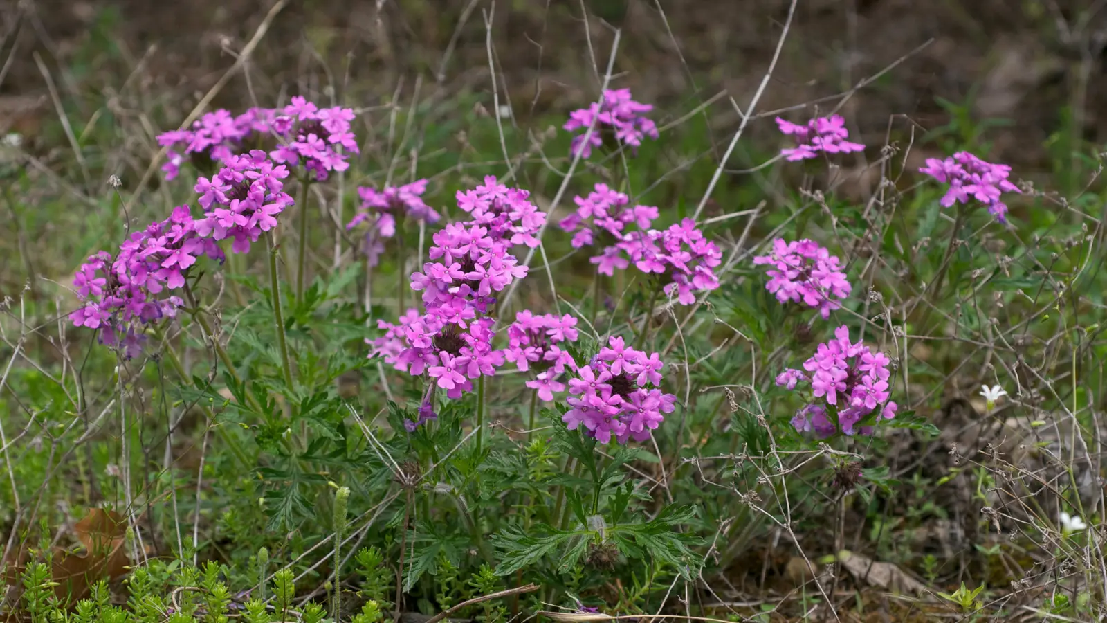Verbena 'Homestead Purple'