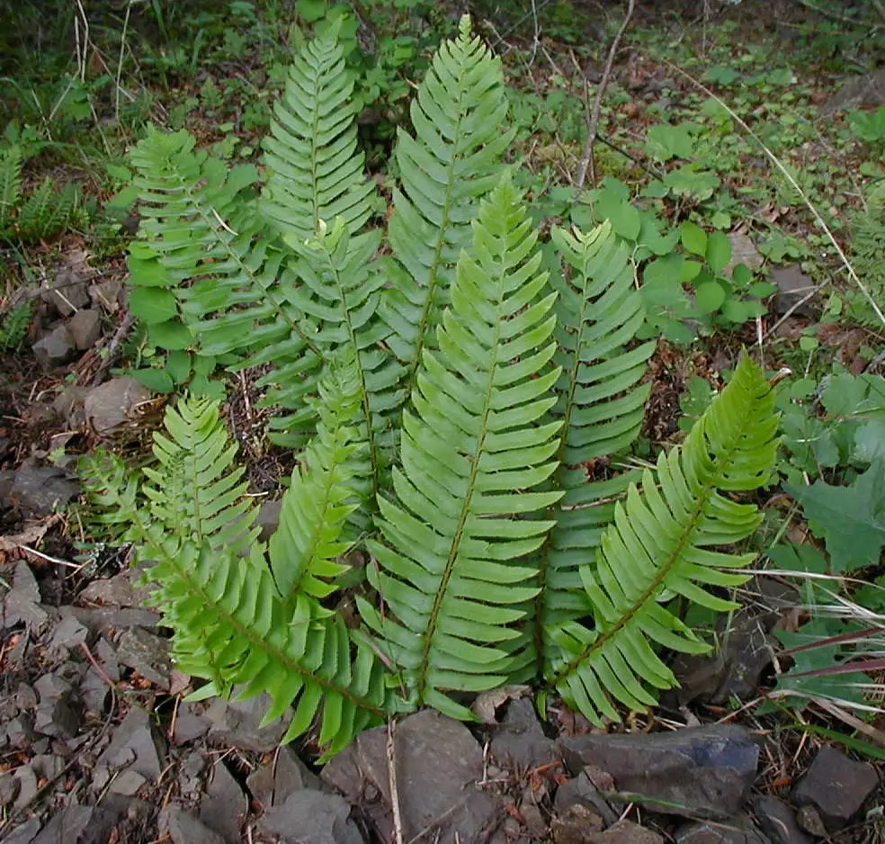 Vakarinis kardpaparis (Polystichum munitum)