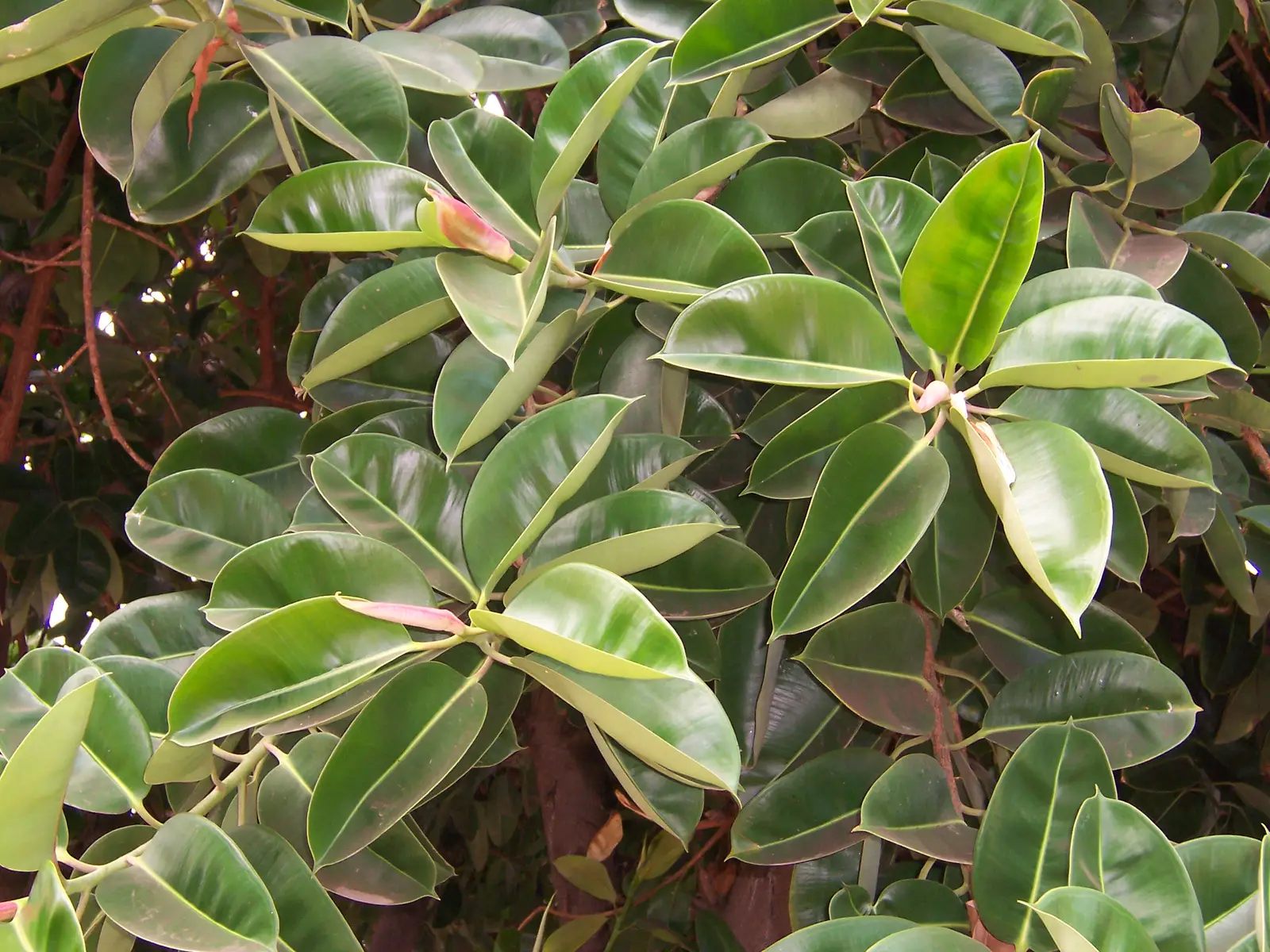 Guminis fikusas 'Tineke' (Margalapis guminis fikusas)