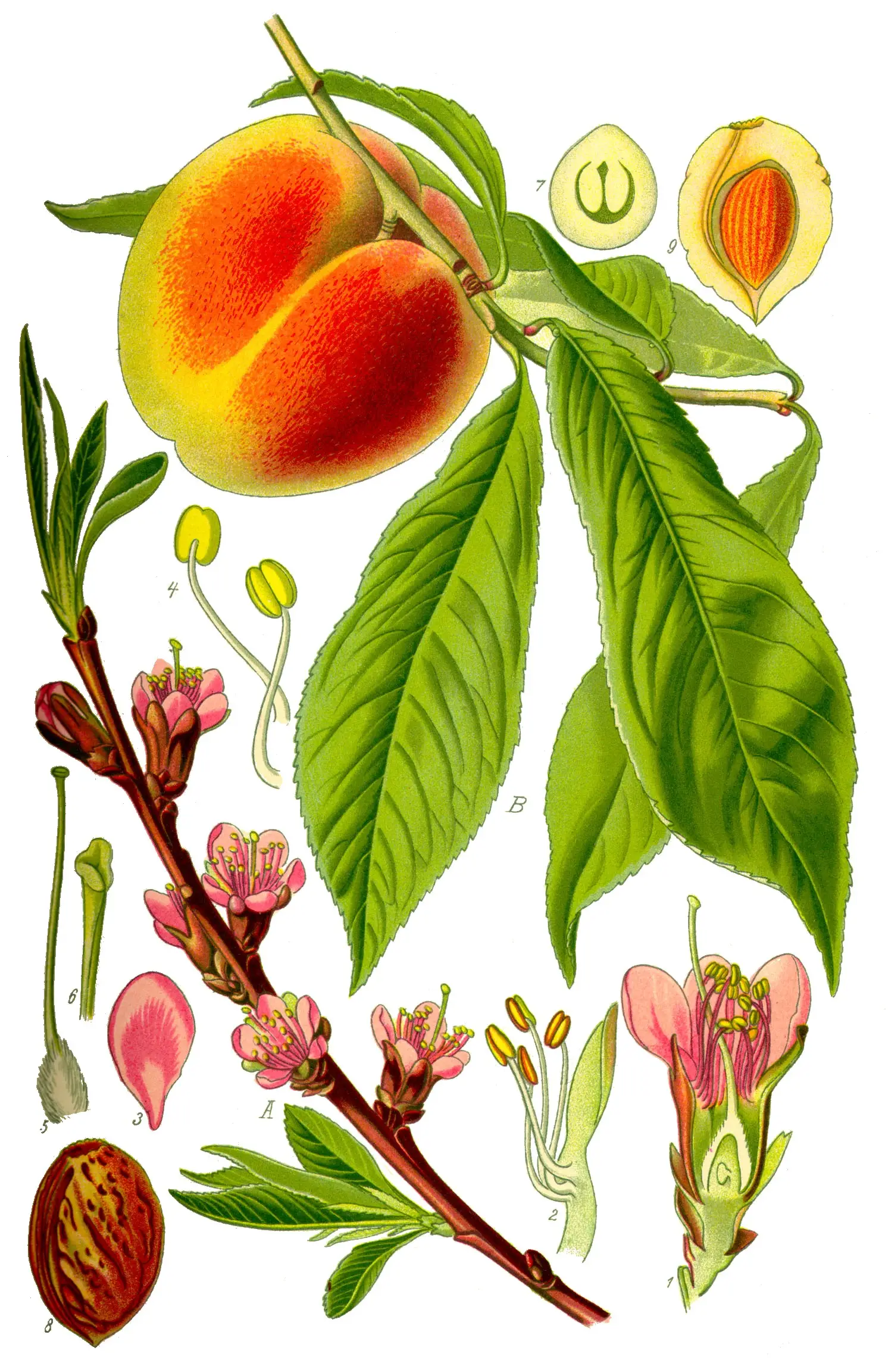 Persikas 'Reliance'