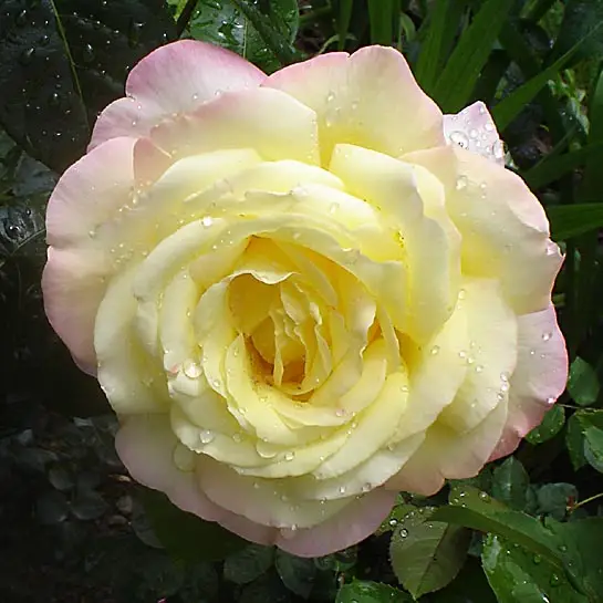 Rožė 'Peace' (Taika)